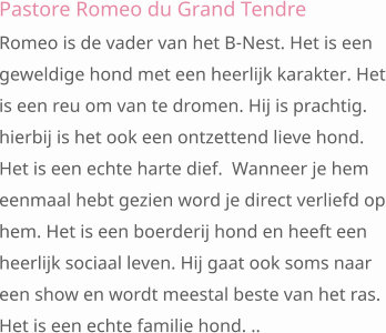 Pastore Romeo du Grand Tendre Romeo is de vader van het B-Nest. Het is een geweldige hond met een heerlijk karakter. Het is een reu om van te dromen. Hij is prachtig.  hierbij is het ook een ontzettend lieve hond. Het is een echte harte dief.  Wanneer je hem eenmaal hebt gezien word je direct verliefd op hem. Het is een boerderij hond en heeft een heerlijk sociaal leven. Hij gaat ook soms naar een show en wordt meestal beste van het ras.  Het is een echte familie hond. ..