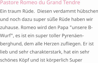 Pastore Romeo du Grand Tendre Ein traum Rüde.  Diesen verdammt hübschen und noch dazu super süße Rüde haben wir zuhause. Romeo wird den Papa "unsere B-Wurf", es ist ein super toller Pyrenäen-berghund, dem alle Herzen zufliegen. Er ist lieb und sehr charakterstark, hat ein sehr schönes Köpf und ist körperlich Super