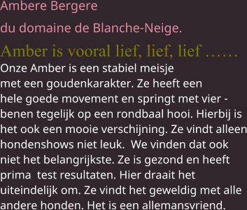 Ambere Bergere  du domaine de Blanche-Neige.  Amber is vooral lief, lief, lief ……Onze Amber is een stabiel meisje met een goudenkarakter. Ze heeft een  hele goede movement en springt met vier -benen tegelijk op een rondbaal hooi. Hierbij is het ook een mooie verschijning. Ze vindt alleen hondenshows niet leuk.  We vinden dat ook niet het belangrijkste. Ze is gezond en heeft prima  test resultaten. Hier draait het uiteindelijk om. Ze vindt het geweldig met alle andere honden. Het is een allemansvriend.