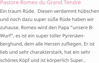 Pastore Romeo du Grand Tendre Ein traum Rüde.  Diesen verdammt hübschen und noch dazu super süße Rüde haben wir zuhause. Romeo wird den Papa "unsere B-Wurf", es ist ein super toller Pyrenäen-berghund, dem alle Herzen zufliegen. Er ist lieb und sehr charakterstark, hat ein sehr schönes Köpf und ist körperlich Super..